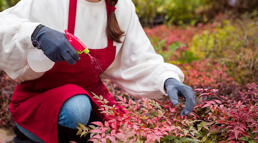 Mosquito-Control-Services