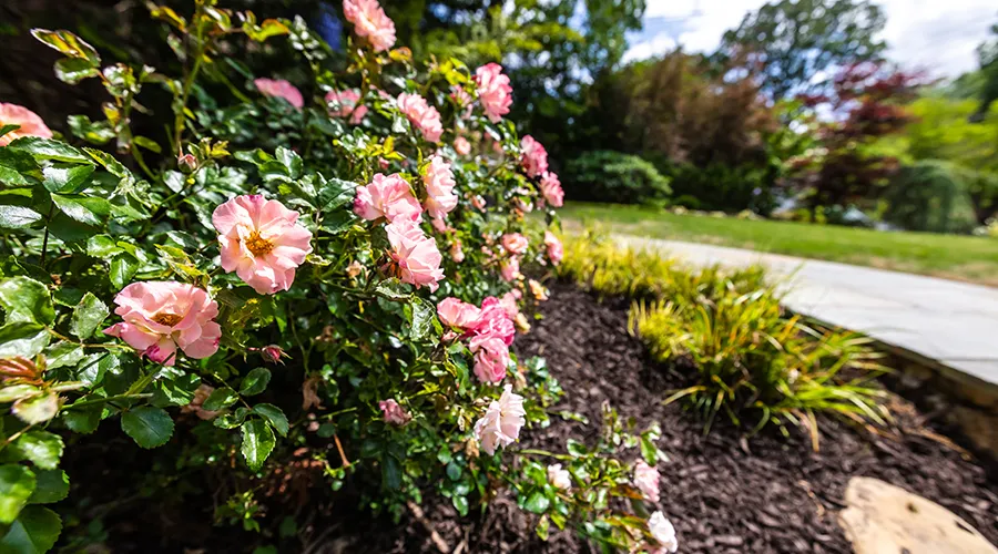 Walkway Planting Design Ideas