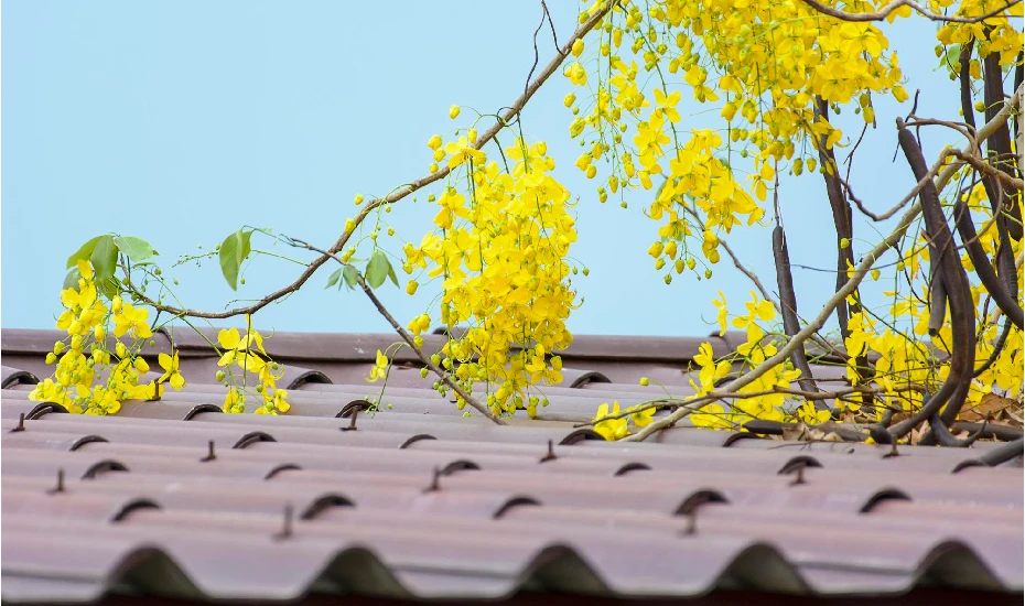 Roof Covered with Tree Branches