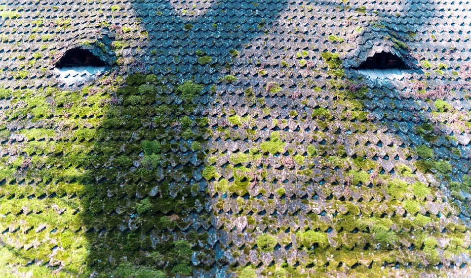 Roof covered with Algae and Moss