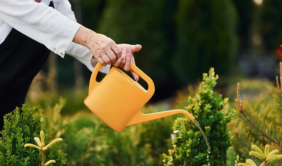 Watering the Plants