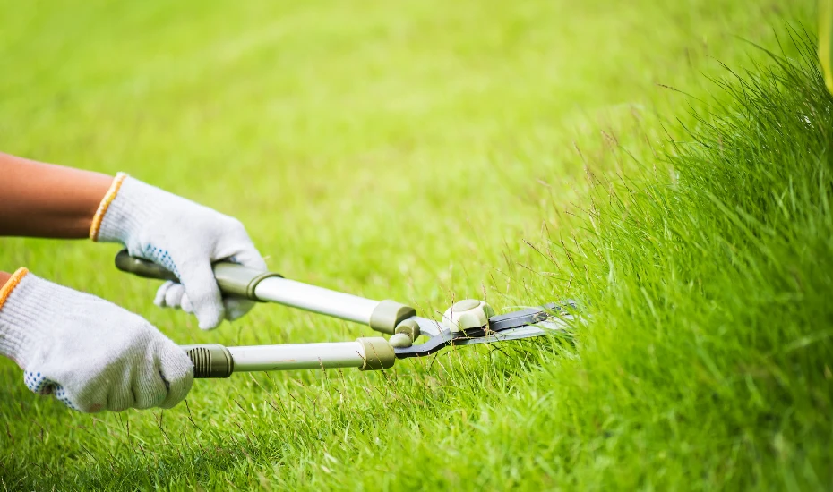 Cutting Grass with gardening scissors