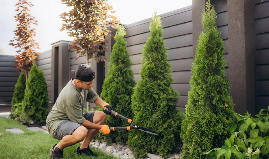 Pruning and Trimming of Plants