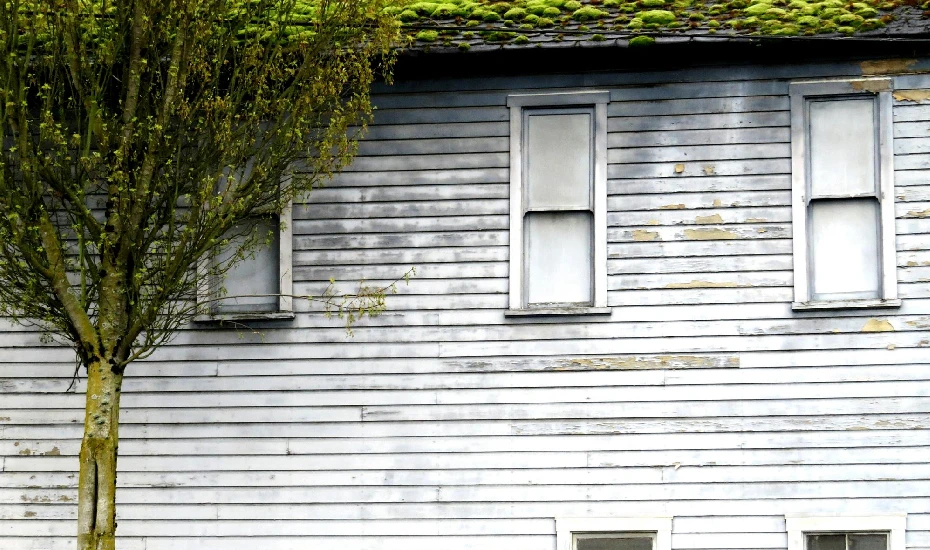 Vegetation in siding house